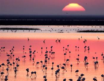 Flamencos en el Parque Natural de Doñana y Salinas de Sanlúcar